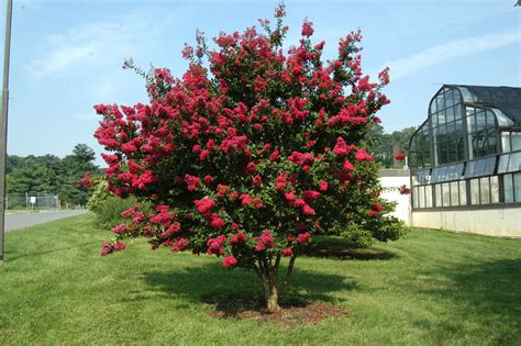 Rediscovering the Magic of Ruby Magic Crape Myrtle
